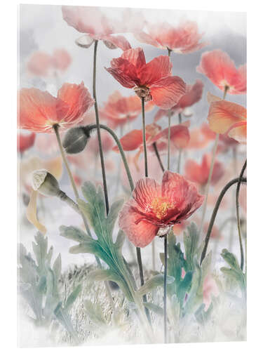 Acrylic print Mohn HDR