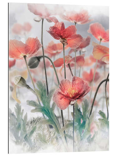 Gallery print Mohn HDR