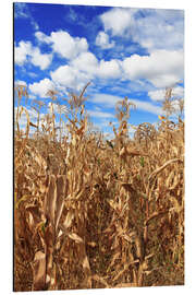 Aluminium print Corn field under cloudy sky