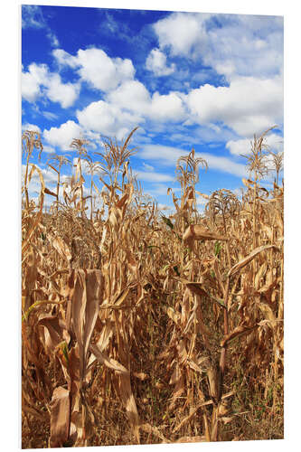 PVC-taulu Corn field under cloudy sky