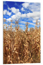 Tableau en plexi-alu Corn field under cloudy sky