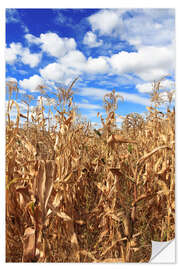 Wall sticker Corn field under cloudy sky