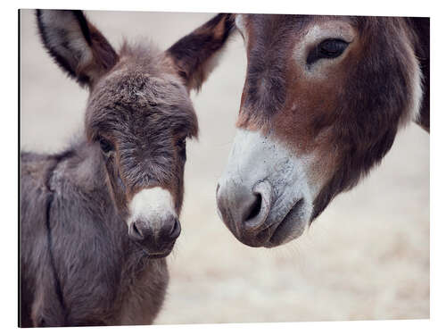 Aluminium print Donkey Foal