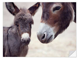 Självhäftande poster Baby donkey