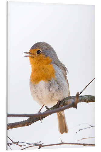 Tableau en aluminium Adorable rouge-gorge