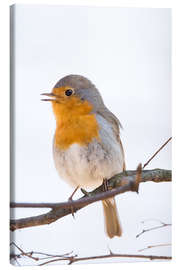 Canvas print Lovely robin