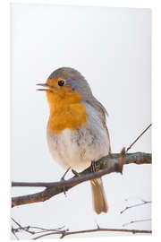 Foam board print Lovely robin