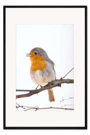 Gerahmter Kunstdruck Reizendes Rotkehlchen