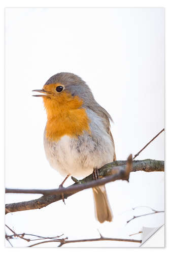 Sisustustarra Lovely robin