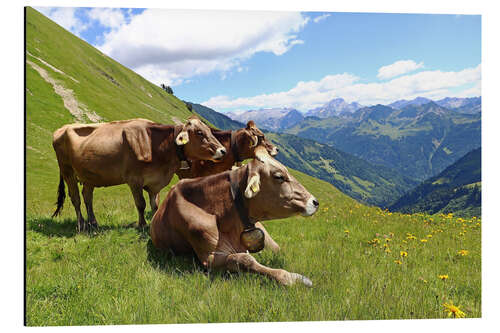 Alumiinitaulu Cows relax on the mountain