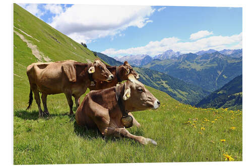 Foam board print Cows relax on the mountain