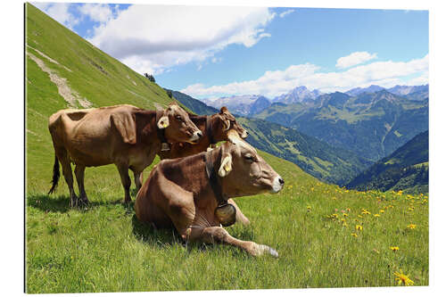 Gallery Print Kühe entspannen auf der Alm