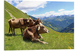 Gallery print Cows relax on the mountain