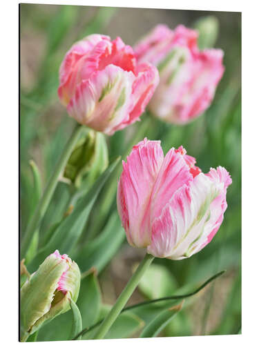 Print på aluminium Pink tulips