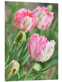 Foam board print Pink tulips