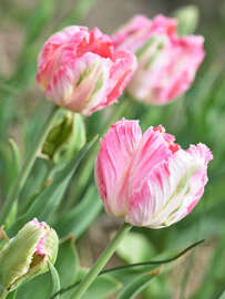 Magnettafel Rosa Tulpen