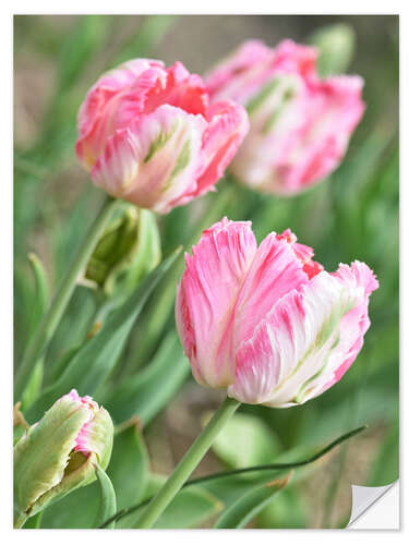 Naklejka na ścianę Pink tulips