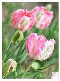 Selvklebende plakat Pink tulips