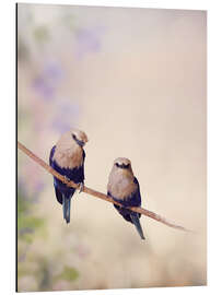 Tableau en aluminium Two Blue Bellied Roller Birds