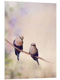 Quadro em PVC Two Blue Bellied Roller Birds