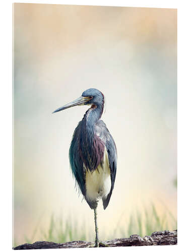 Acrylic print Tricolored Heron