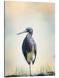 Aluminiumtavla Tricolored Heron