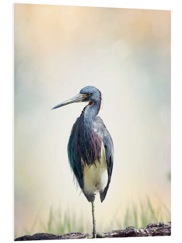 Foam board print Tricolored Heron