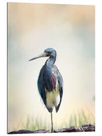 Gallery print Tricolored Heron