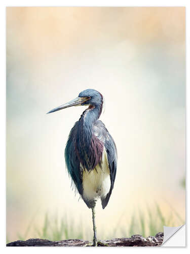 Selvklæbende plakat Tricolored Heron