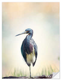 Sisustustarra Tricolored Heron