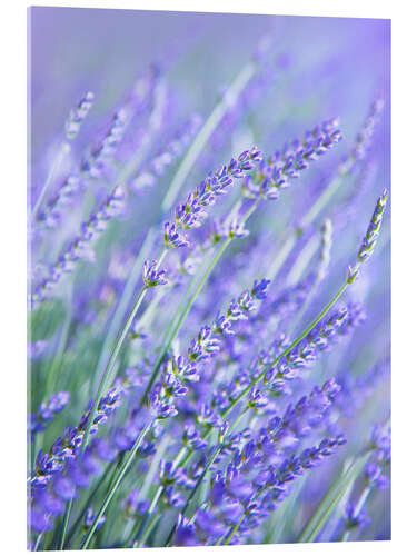 Acrylic print Purple Lavender