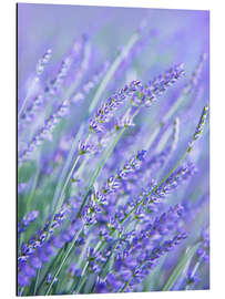 Alubild Lila Lavender