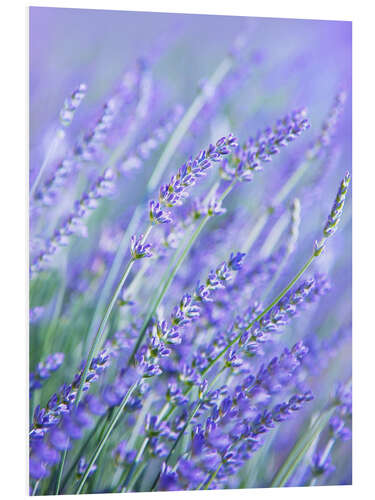 Hartschaumbild Lila Lavender