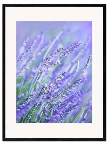 Gerahmter Kunstdruck Lila Lavender
