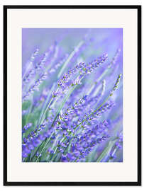 Ingelijste kunstdruk Purple Lavender
