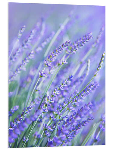 Gallery print Purple Lavender