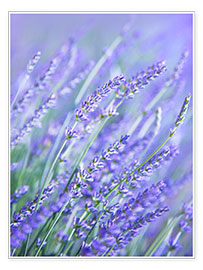 Wall print Purple Lavender