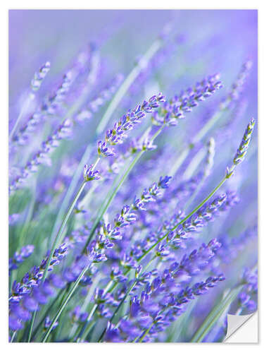 Vinilo para la pared Lavanda púrpura