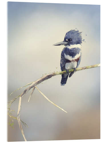 Tableau en verre acrylique Digital Painting Of Belted Kingfisher