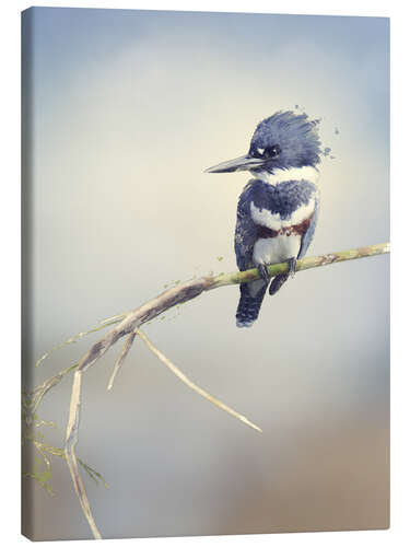 Canvas print Digital Painting Of Belted Kingfisher