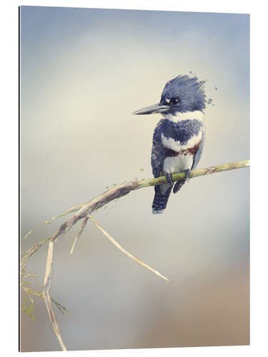 Gallery print Digital Painting Of Belted Kingfisher