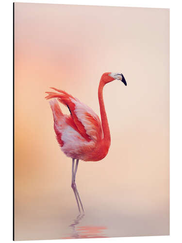 Stampa su alluminio Flamingo Feeling