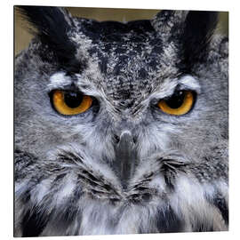 Aluminium print Great Horned Owl