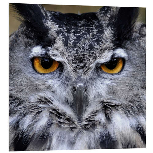 Foam board print Great Horned Owl