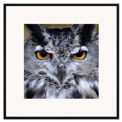 Impresión de arte enmarcada Great Horned Owl