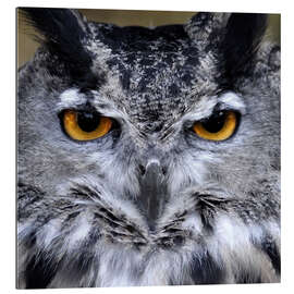 Gallery print Great Horned Owl