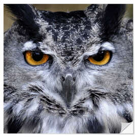 Wall sticker Great Horned Owl