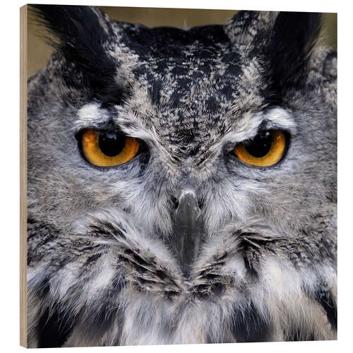 Puutaulu Great Horned Owl