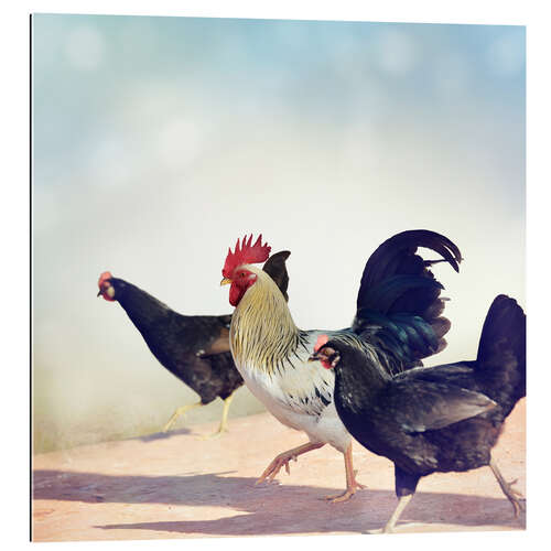 Gallery print chicken Parade