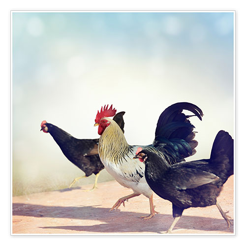 Poster Parade des poulets